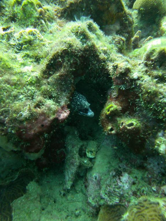 Pequena moréia mergulho nas paredes submersas ao sul de Roseau, em Parque Nacional submarino em Dominica, no Caribe